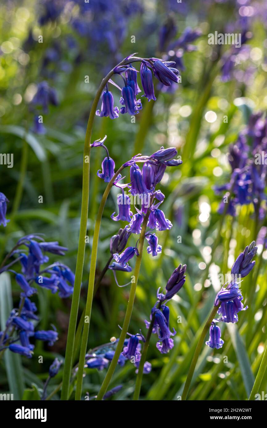 Bluebells, Hyacinthoides non-scripta Banque D'Images