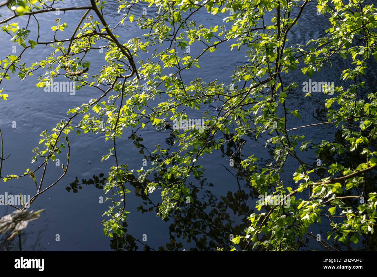 Les jeunes feuilles de Hawthorn poussent au-dessus d'une rivière Banque D'Images
