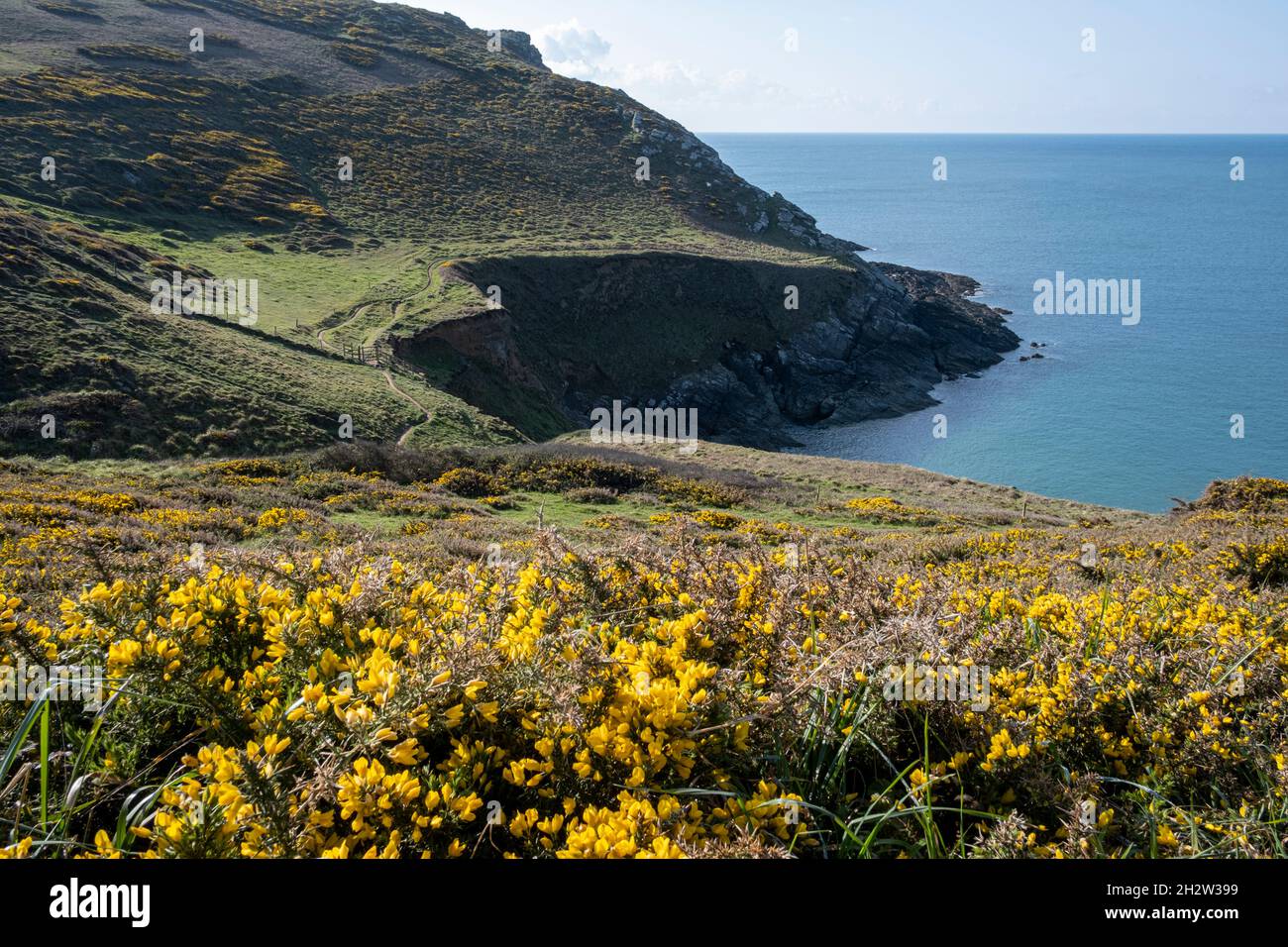 Gorges buissons sur le South West Coast Path à East Prawle, Devon Banque D'Images