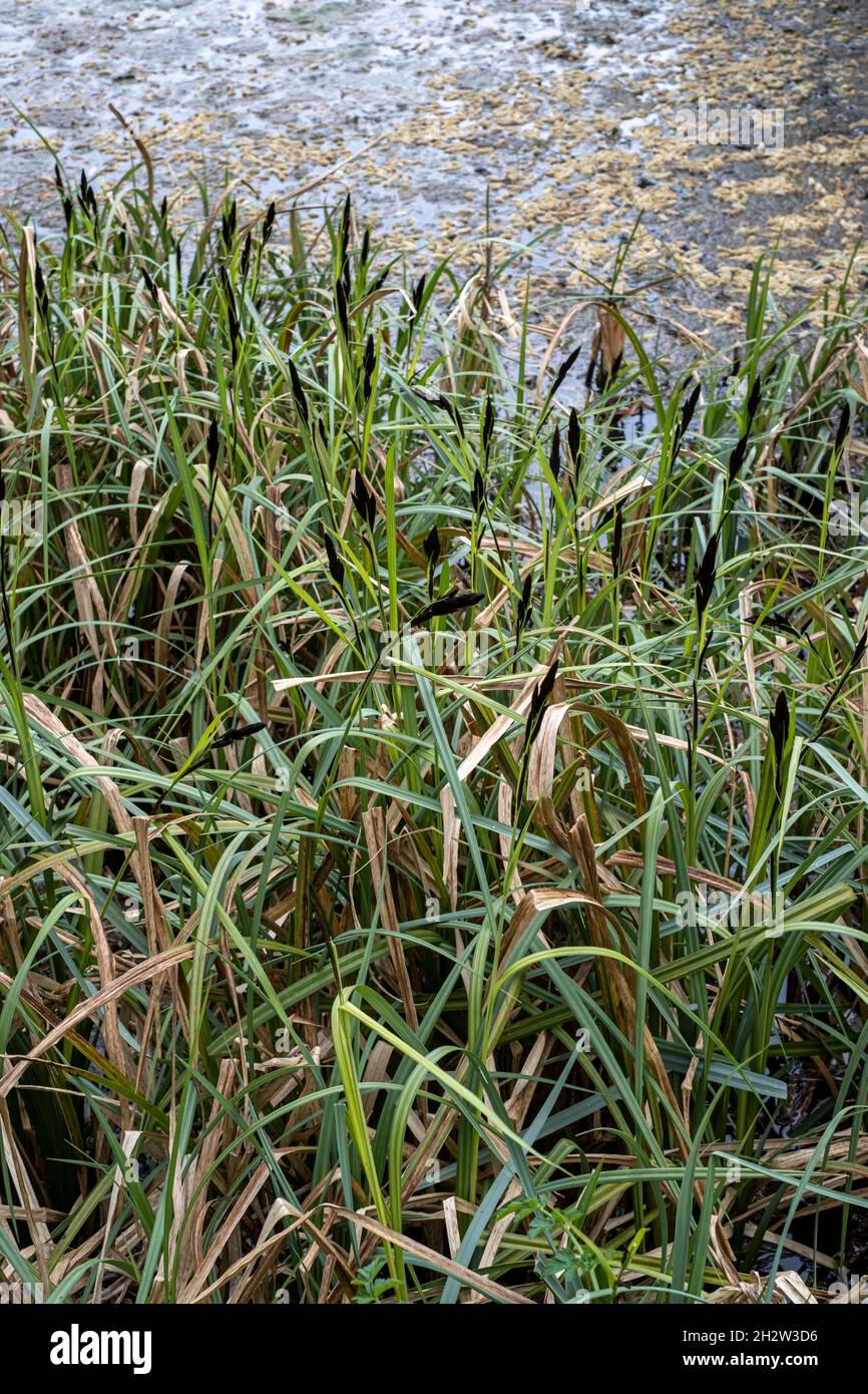 Plus grand étang Carex, Carex riparia Banque D'Images