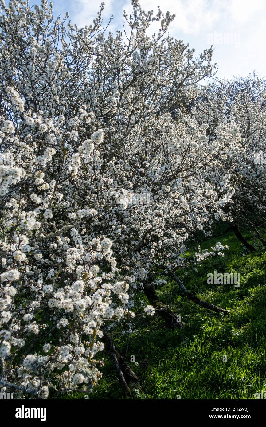 Prunus spinosa, Blackthorn, en fleurs au printemps Banque D'Images