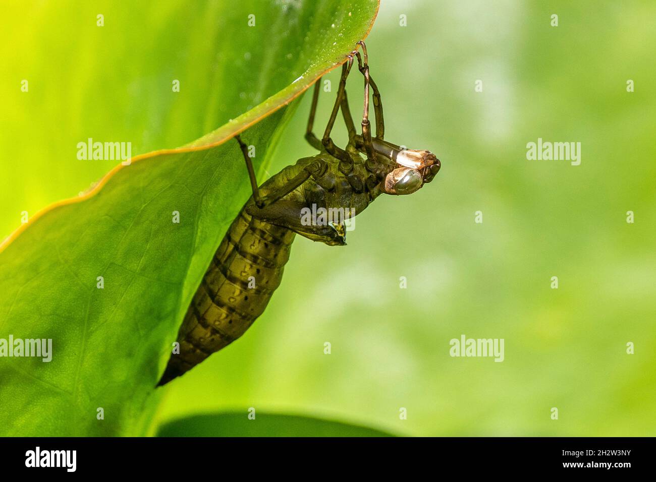 grosse pupe de libellule accrochée à une feuille verte Banque D'Images