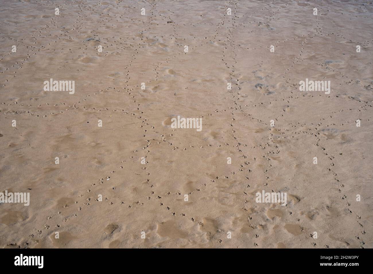 Empreintes d'oiseaux sur sable humide sur la plage Banque D'Images