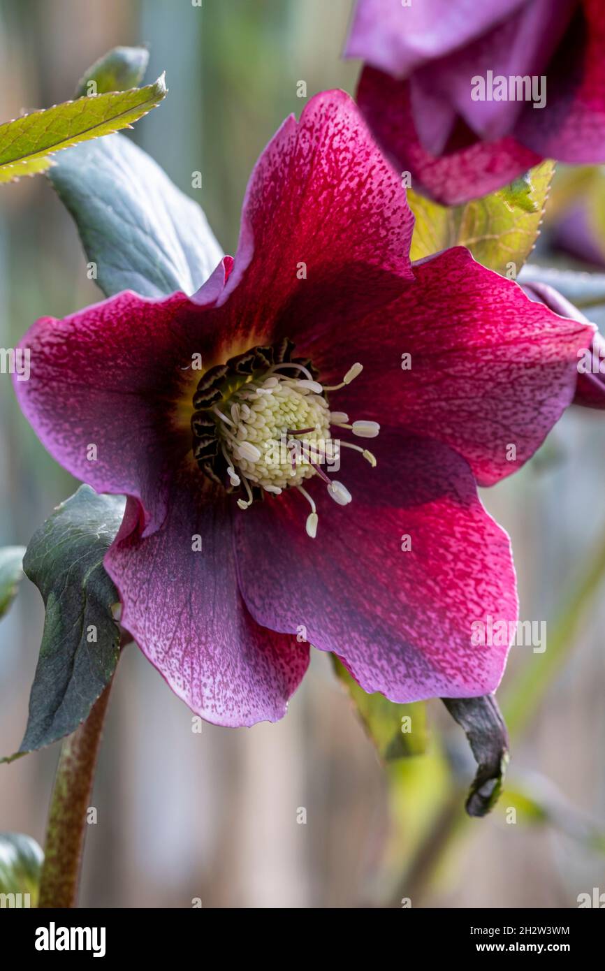 Helleborus x hybridus, Lenten Rose ou hellebore, rouge Banque D'Images