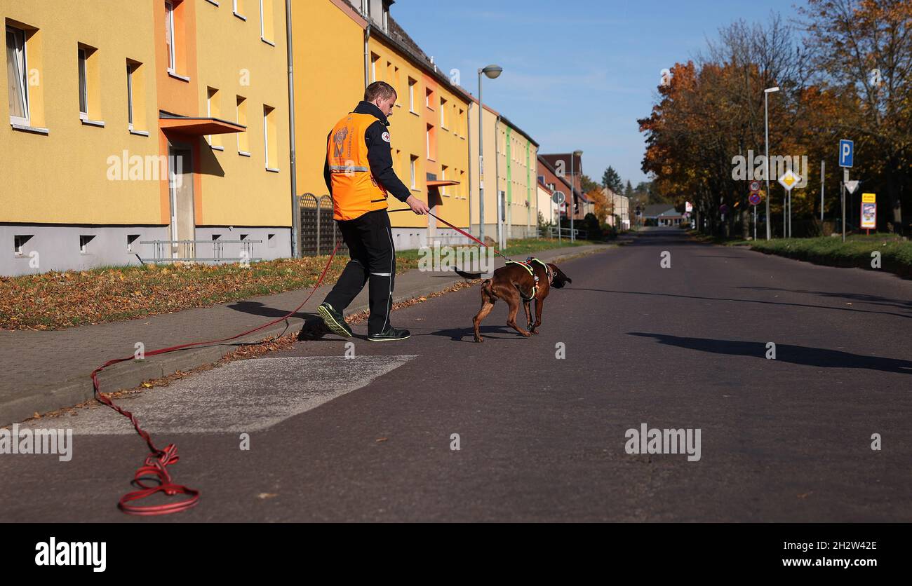 Havelberg, Allemagne.24 octobre 2021.Tobias Gerlach, l'équipe de secours de chiens de DRK « Eastern Altmark », s'entraîne avec son chien de sang de race hanovienne lors d'un séminaire d'homme à Havelberg.Les maîtres-chiens et leurs chiens ont été formés et éduqués au cours d'un séminaire de la Croix-Rouge allemande.Crédit : Ronny Hartmann/dpa/Alay Live News Banque D'Images