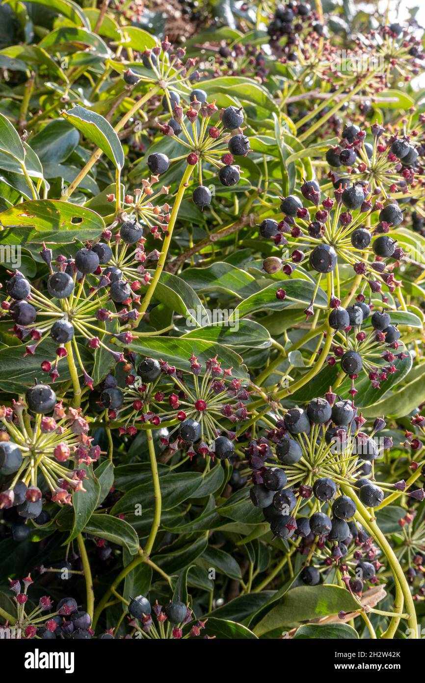 Hedera Helix, Ivy, baies en hiver Banque D'Images