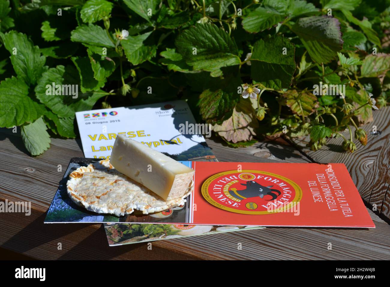 Morceau de fromage italien dur de Lombardie Varèse Province sur un biscuit de riz sur une table en bois avec des plantes de fraise derrière et livret de publicité. Banque D'Images