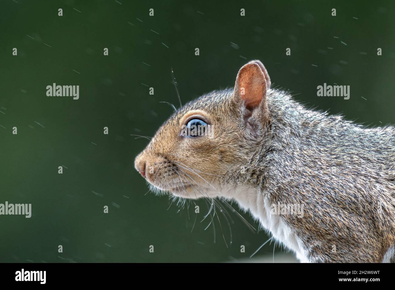 Profil d'un écureuil gris de rongeur britannique, Sciurus carolinensis dans la pluie. Banque D'Images