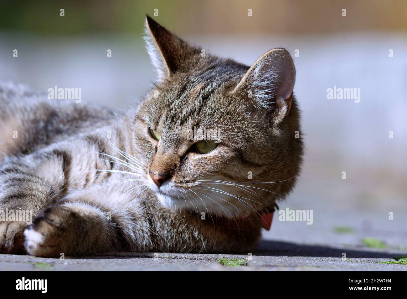 Portrait de chat domestique beau ( Felis catus ) Banque D'Images