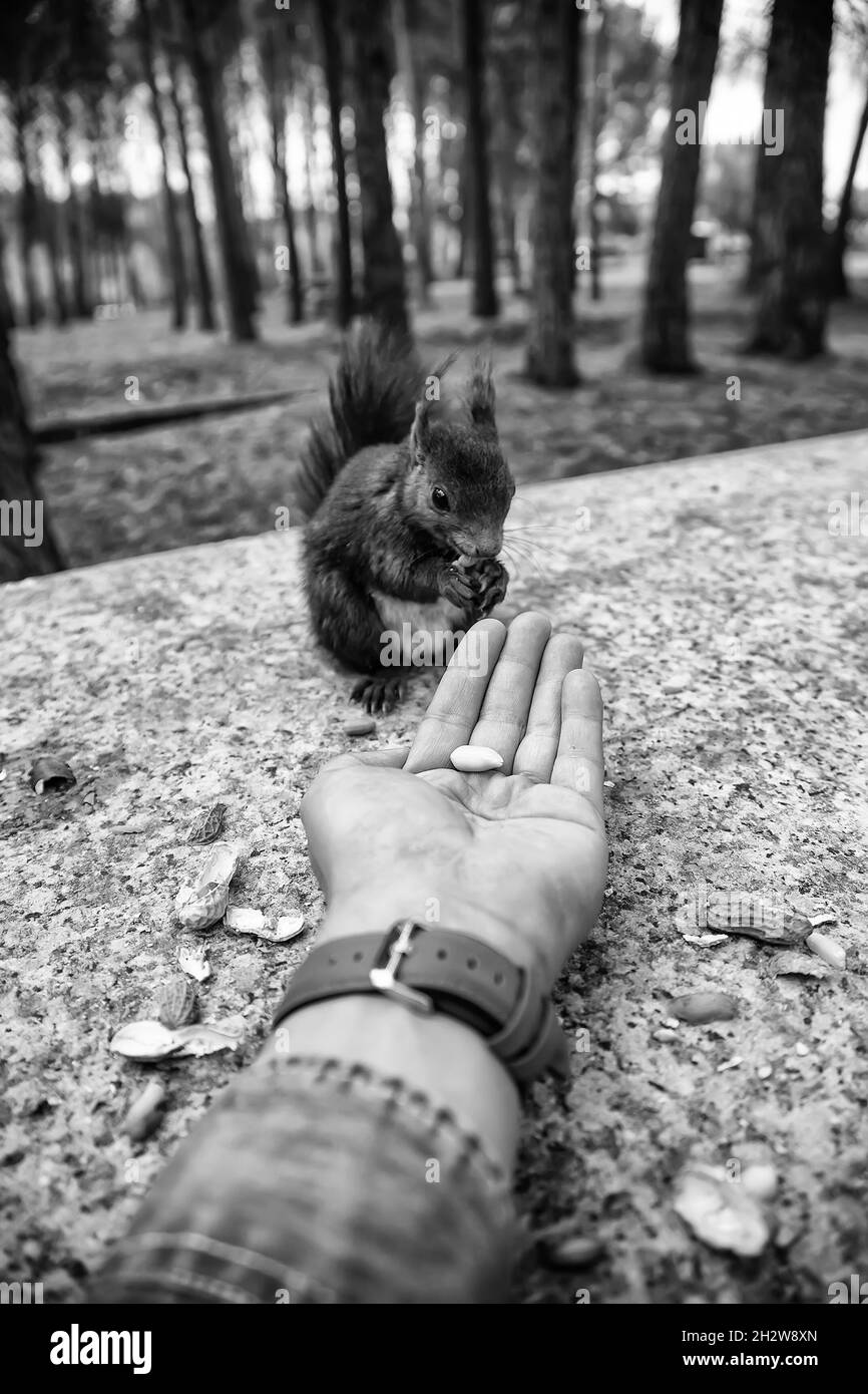 Détail de l'animal mammifère sauvage sur le terrain, soin des animaux Banque D'Images