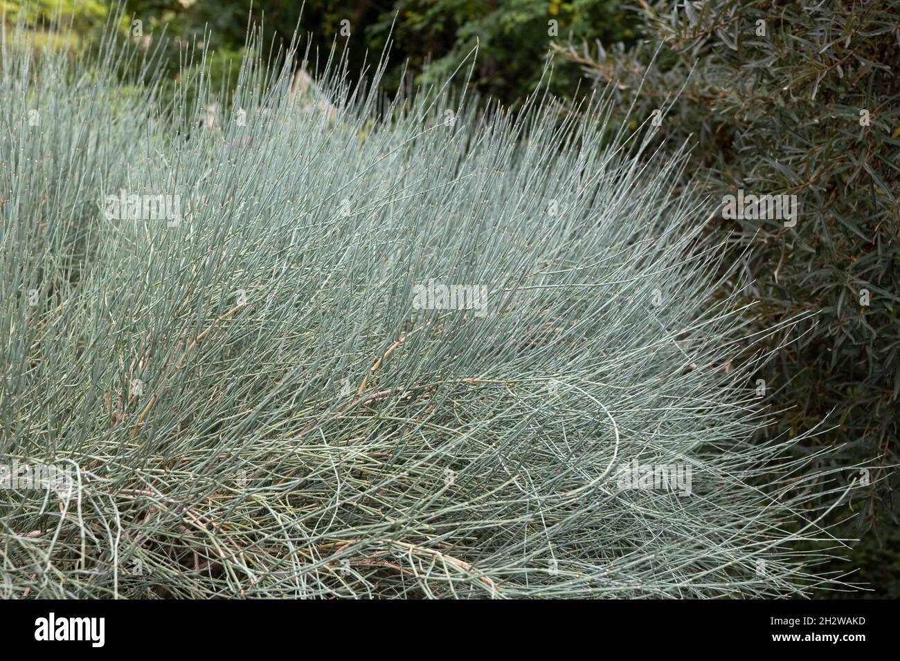 Ephedra nebrodensis subsp. Procera (Fisch.Et C. A. Mey.), arbuste vivace à feuilles persistantes de la famille des éphédaceae Banque D'Images