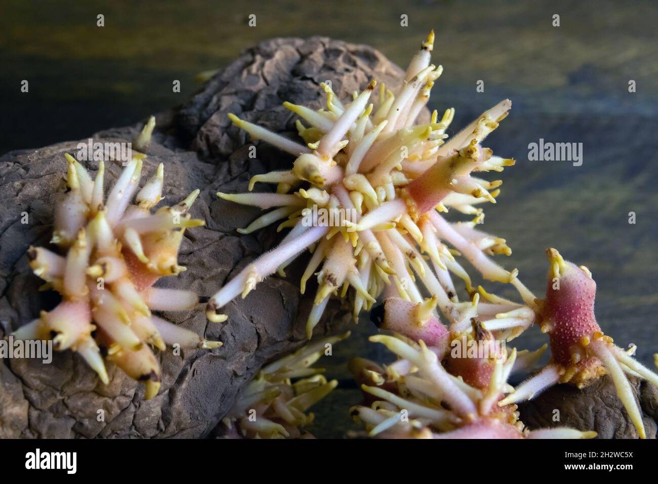 Des pommes de terre en forme de crevettes avec des petits pains luxuriants de jeunes racines rapprochent Banque D'Images