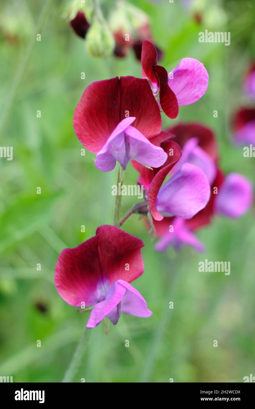 Matucana pois doux.Lathyrus odoratus 'Matucana' fleurs de petits pois fleuries dans un jardin d'été.ROYAUME-UNI Banque D'Images