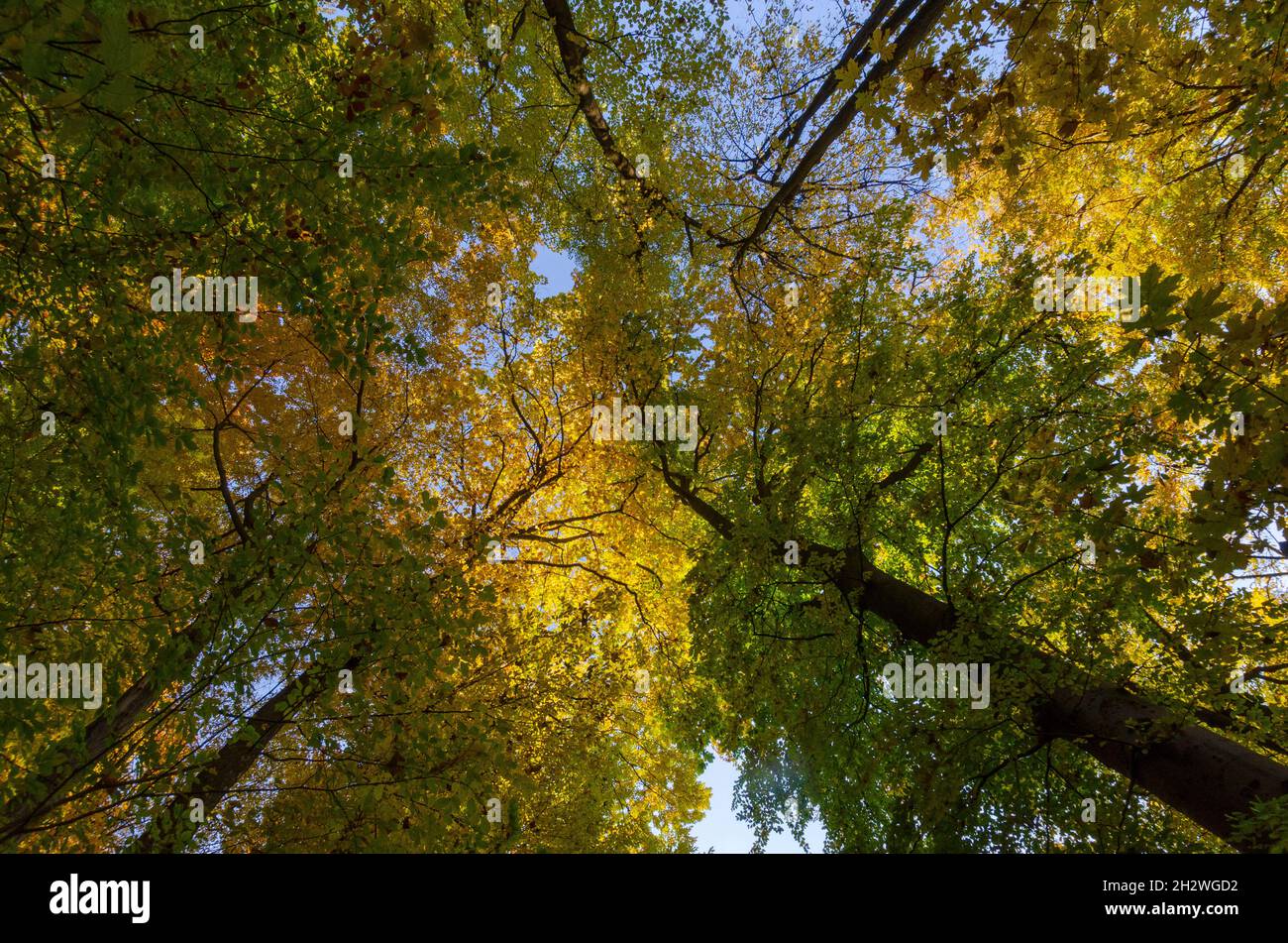 Couvert forestier d'automne dans la forêt du comté de Brasov en Roumanie Banque D'Images