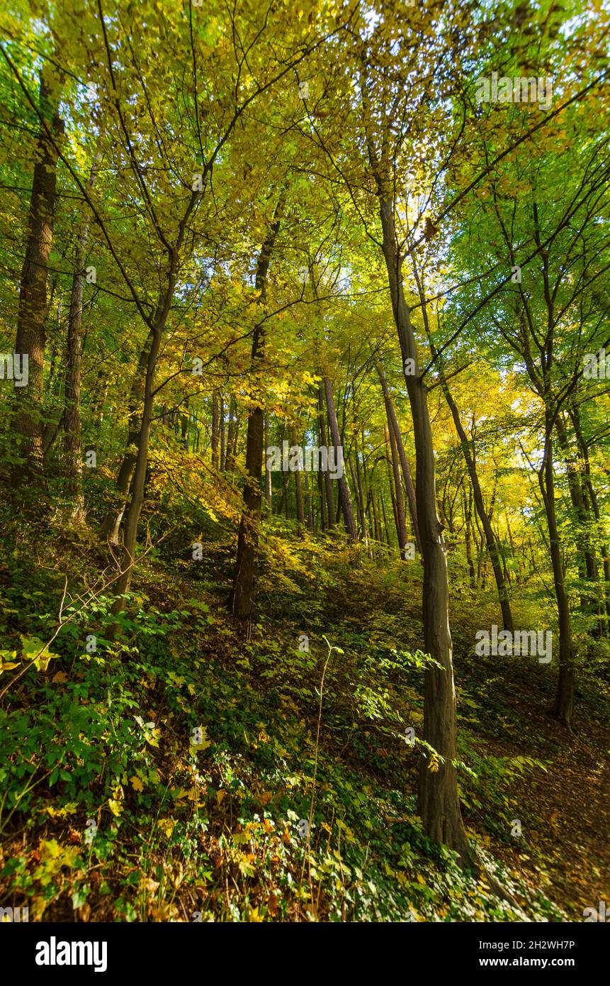 Couvert forestier d'automne dans la forêt du comté de Brasov en Roumanie Banque D'Images