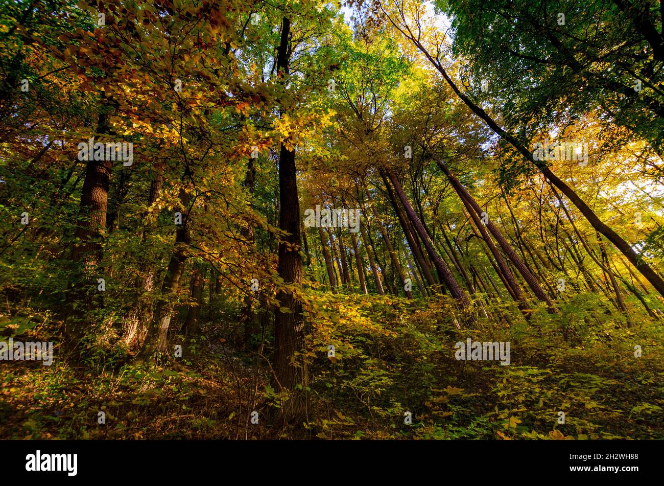 Scène forestière d'automne dans le comté de Brasov en Roumanie Banque D'Images