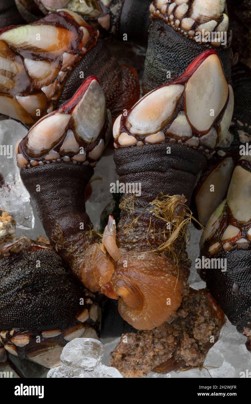 Groupe de barnacles fraîches d'oie crues refroidies sur glace de près Banque D'Images