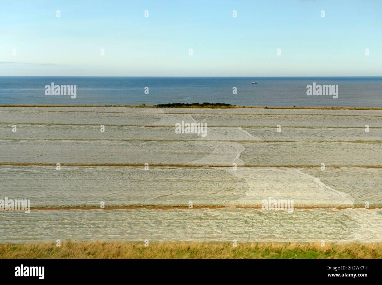 Champs couverts de toile horticole par la mer du nord dans la région frontalière de l'Écosse, Royaume-Uni, au sud-est de Dunbar. Banque D'Images