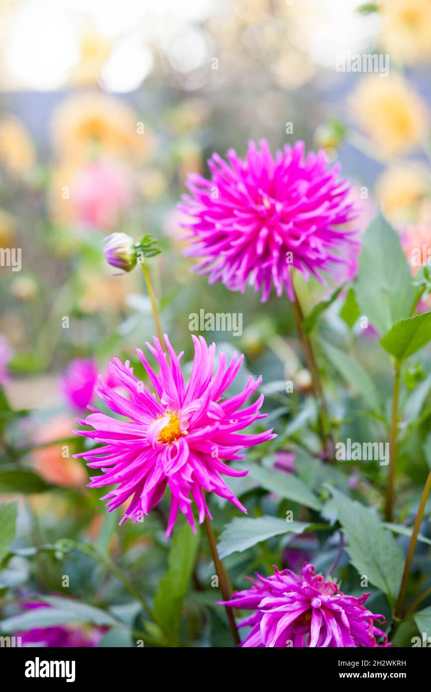 Aiguille dahlia rose vif fleurs.Belles fleurs d'automne. Banque D'Images