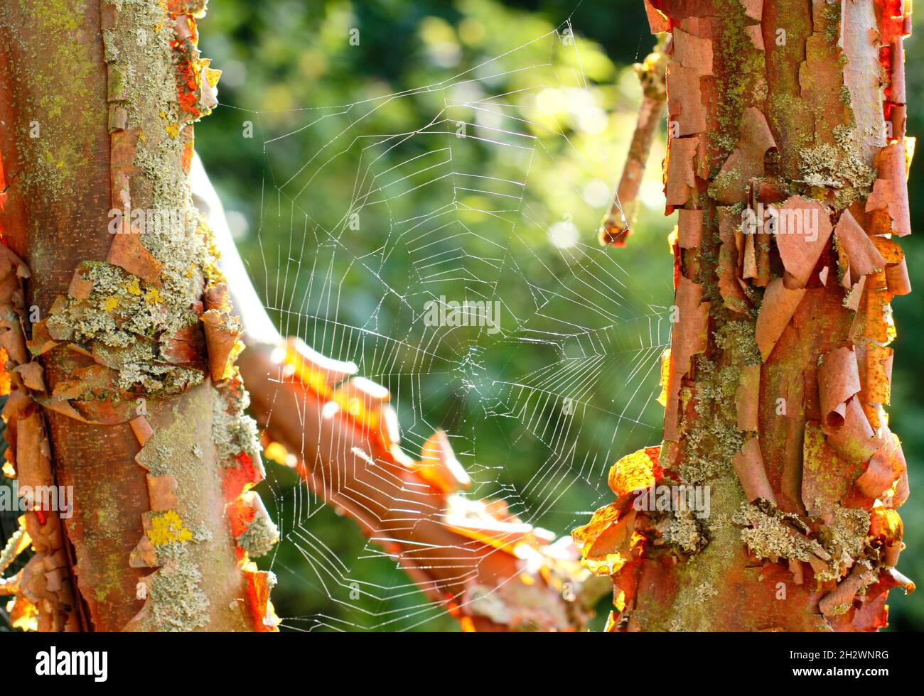 Toile d'araignée illuminée suspendue entre les branches de l'érable à écorce de papier.Araneus diadematus web sur Acer Griseum.ROYAUME-UNI Banque D'Images
