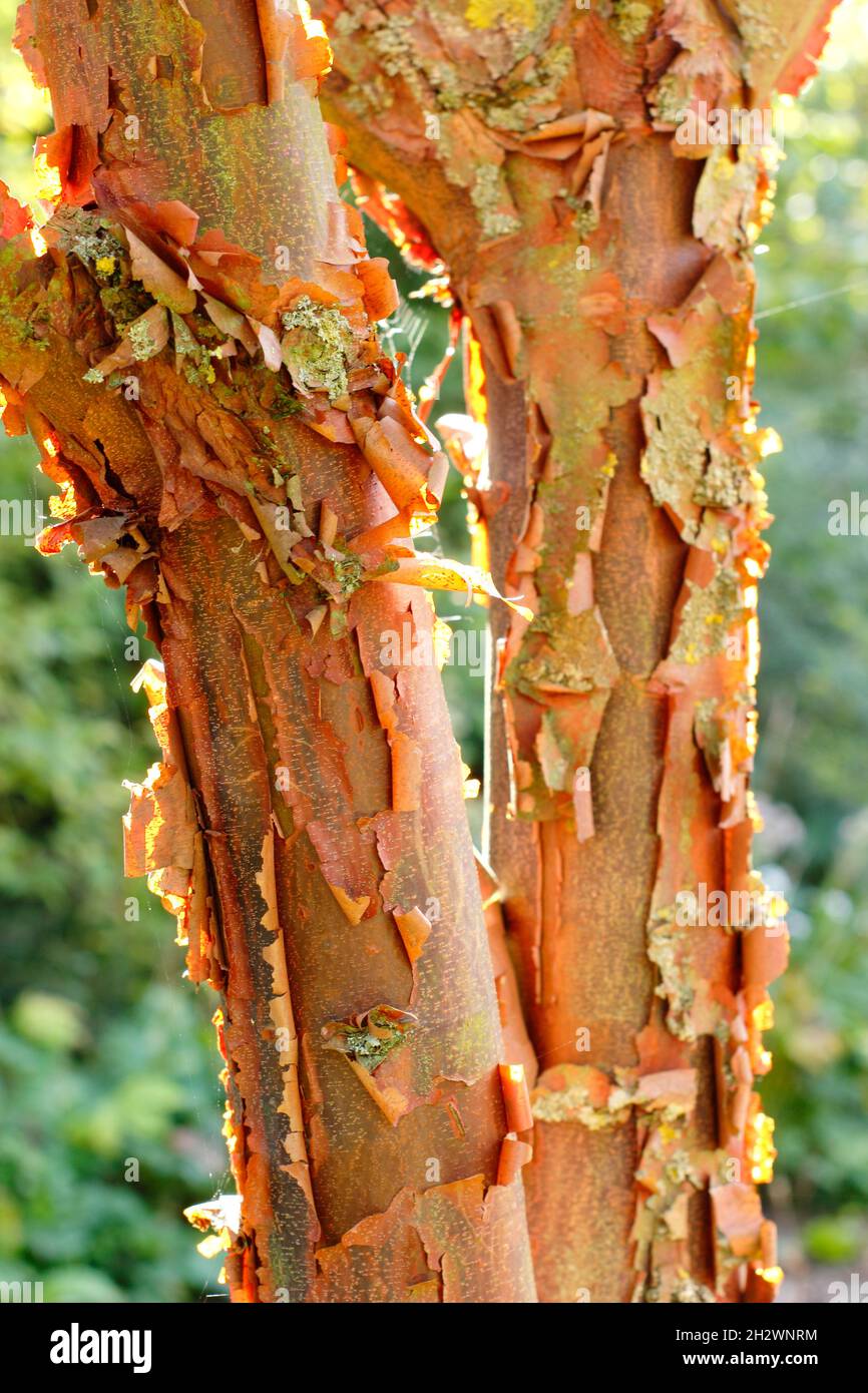 Érable à écorce de papier Acer griseum.Écorce attrayante et exfoliant d'Acer griseum éclairée par la lumière du soleil d'automne.ROYAUME-UNI Banque D'Images