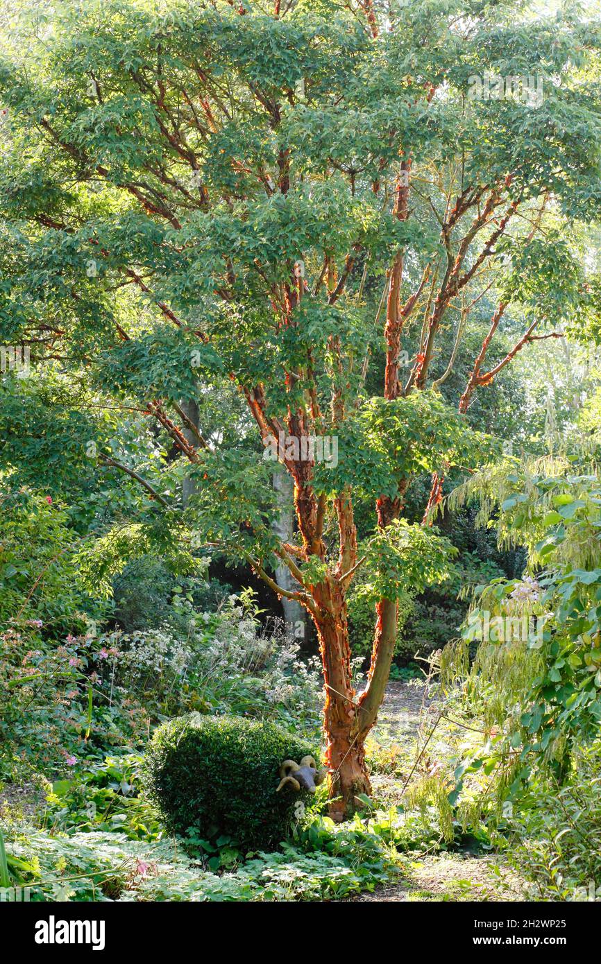 Acer griseum Tree dans un jardin d'automne - octobre Royaume-Uni Banque D'Images