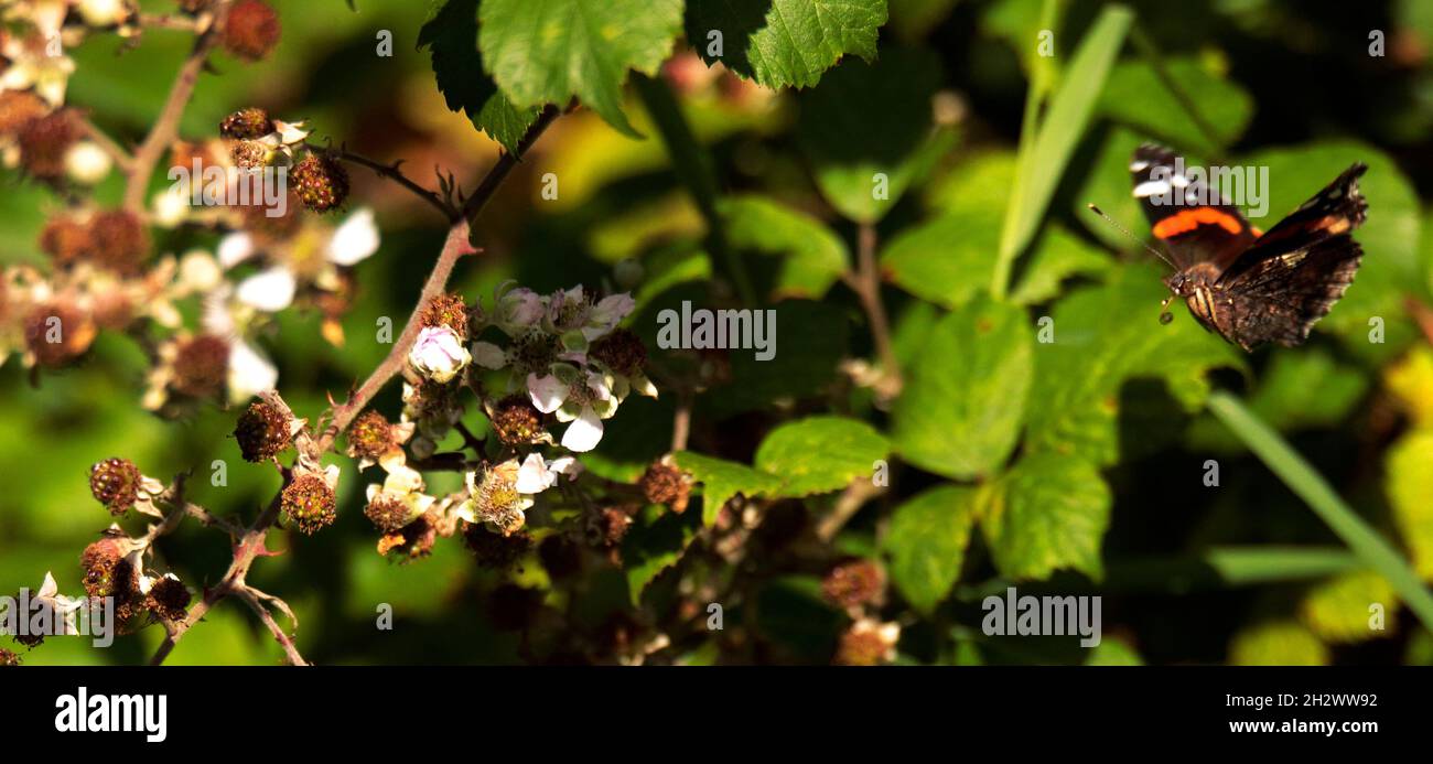 Red Admiral Butterfly en vol Banque D'Images