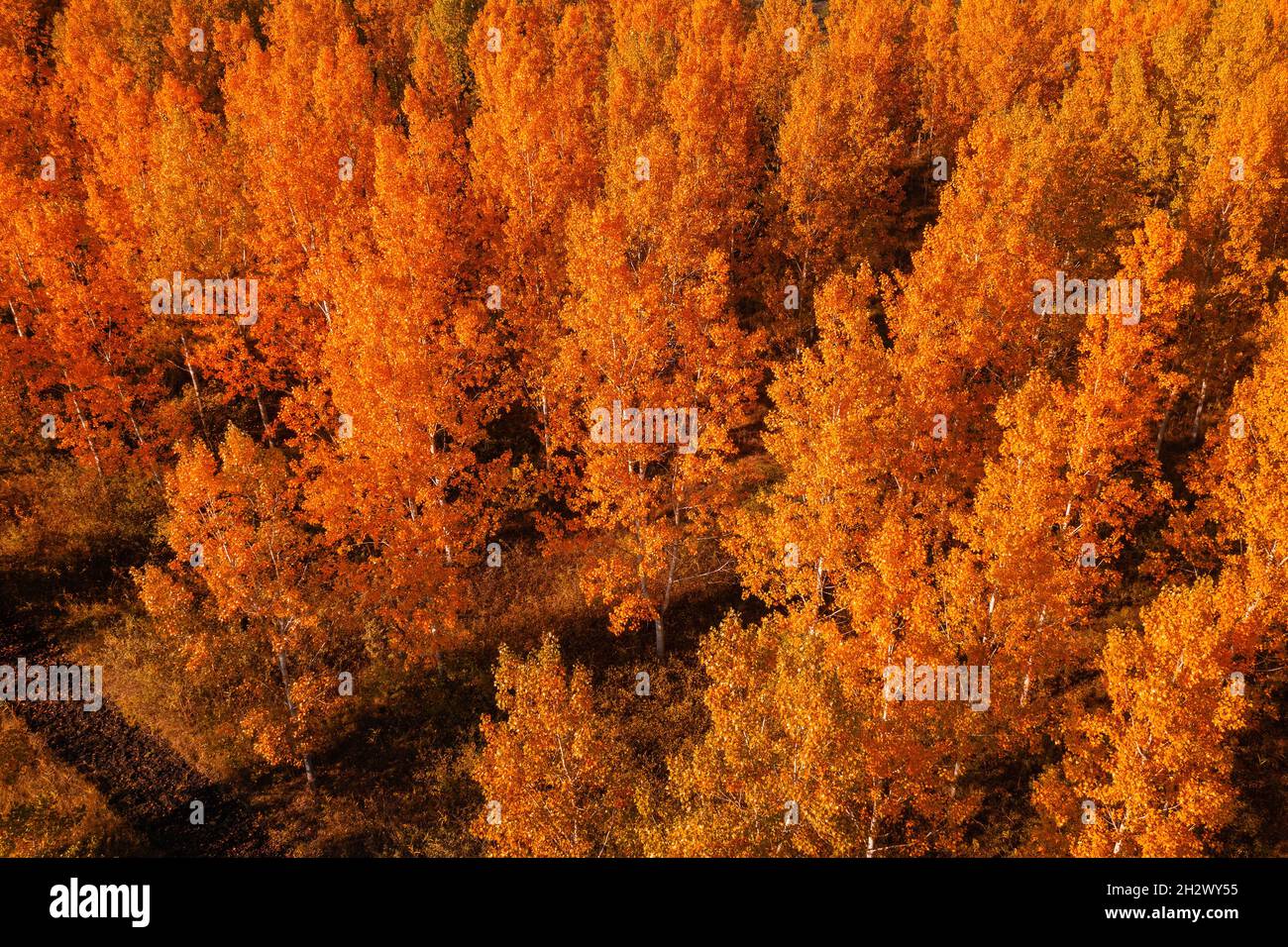 Saison d'automne dans la forêt à feuilles caduques.Prise de vue aérienne des arbres orange en automne après-midi depuis le drone pov. Banque D'Images