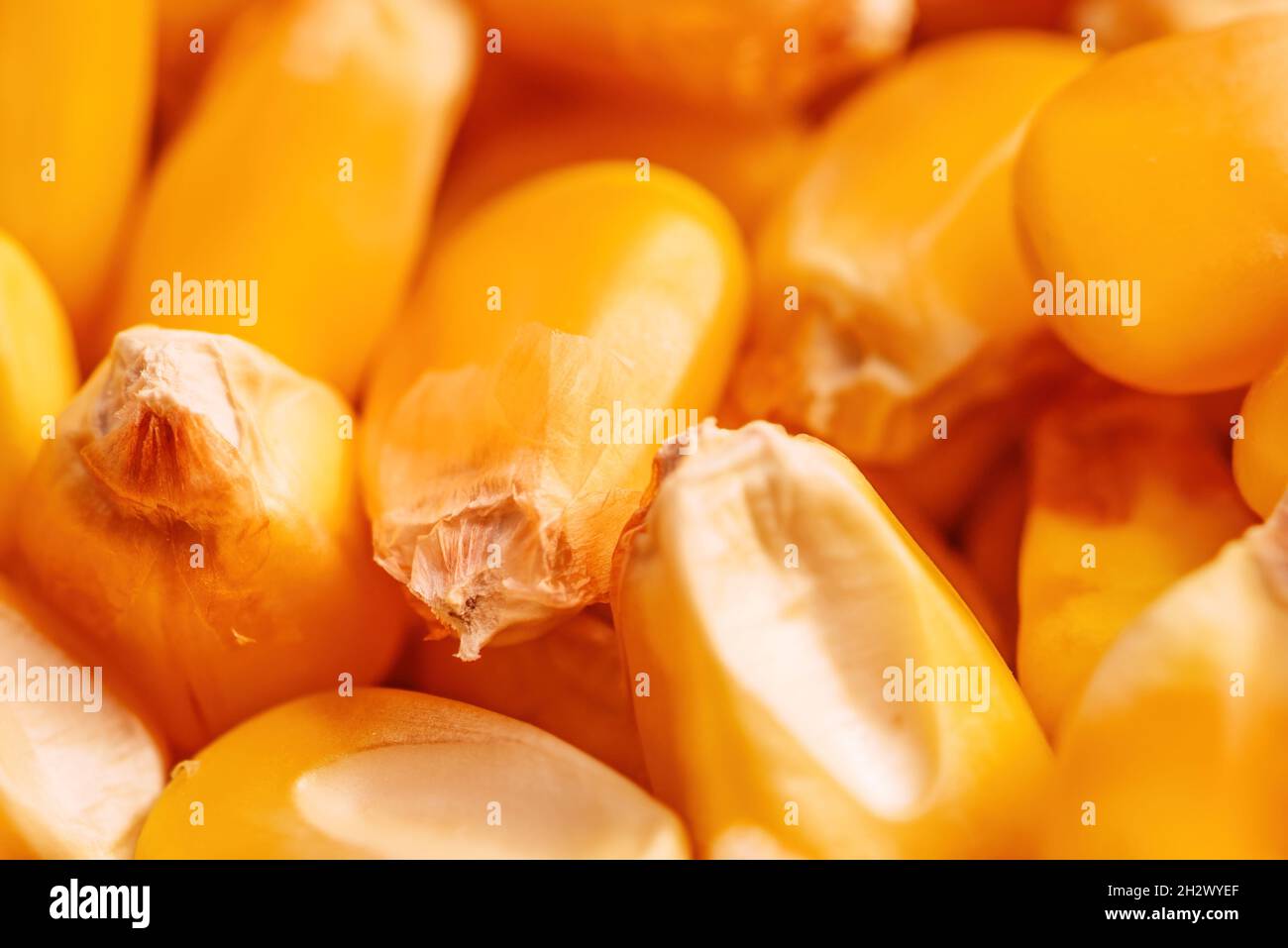 Gros plan des grains de maïs décortiqués, macro avec mise au point sélective Banque D'Images