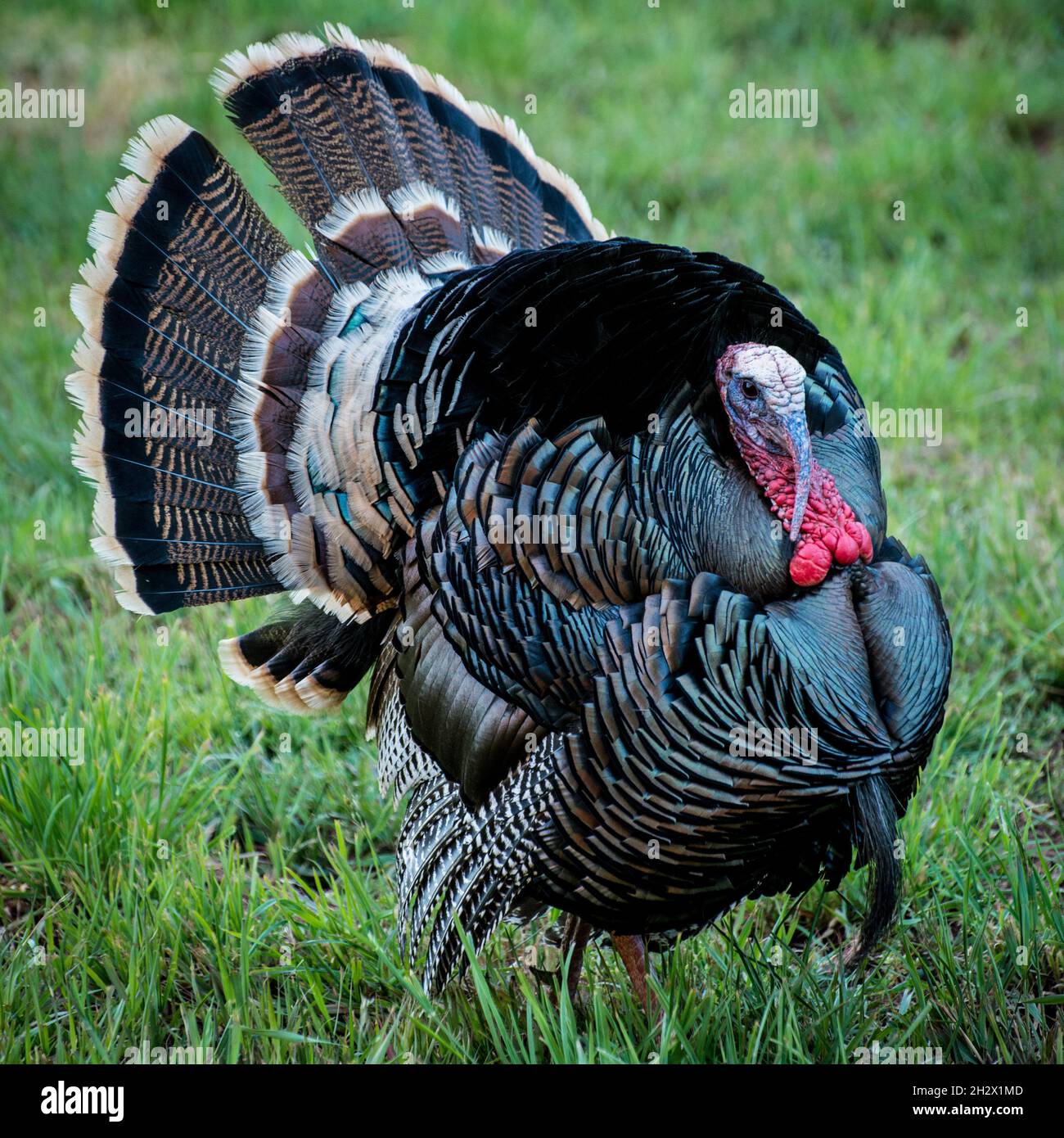 Wild Turkey - parc national Capitol Reef - Torrey, Utah Banque D'Images