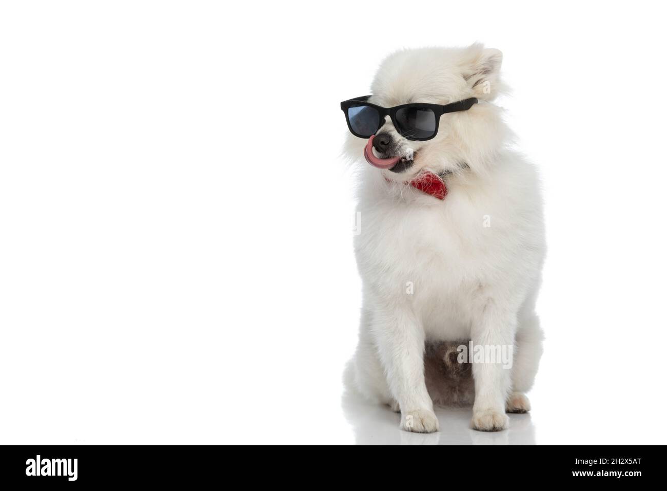 assis cool pomeranian chien flirting avec style, portant des lunettes de soleil et un noeud papillon rouge sur fond blanc Banque D'Images