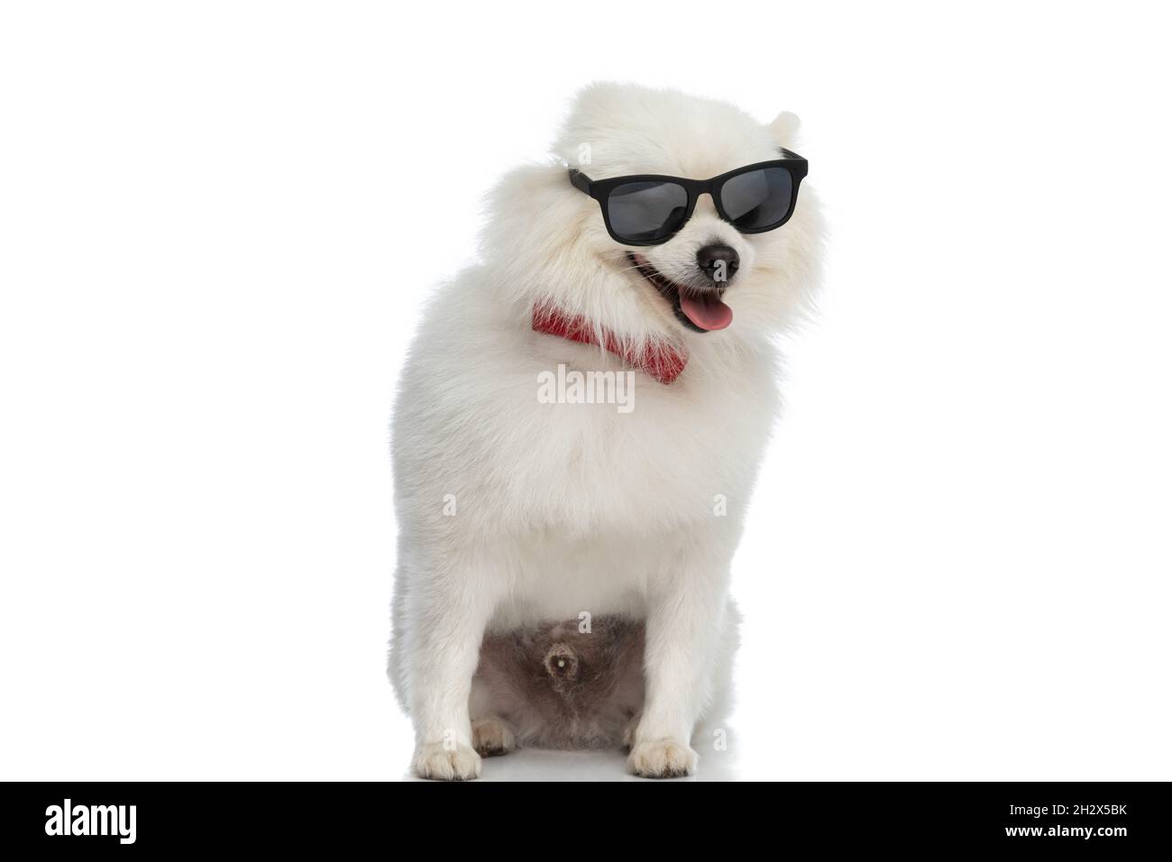 adorable petit chien pomeranian avec style porte des lunettes de soleil, un noeud  papillon et des panting sur fond blanc Photo Stock - Alamy