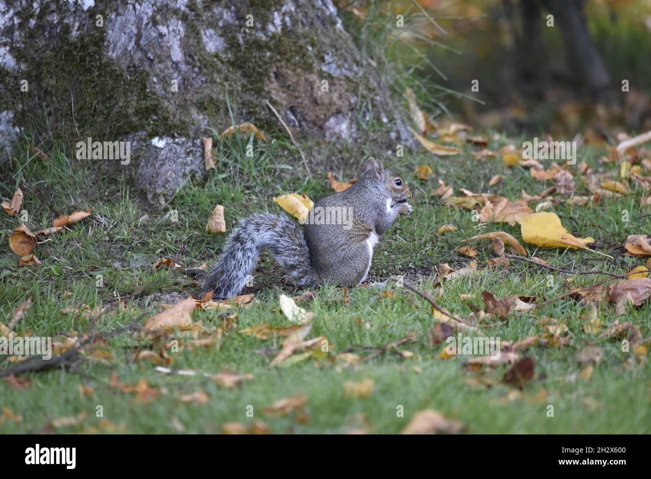 Image de profil droit d'un écureuil gris de l'est (Sciurus carolinensis) manger des cornes à la base d'un arbre en octobre au pays de Galles, au Royaume-Uni Banque D'Images
