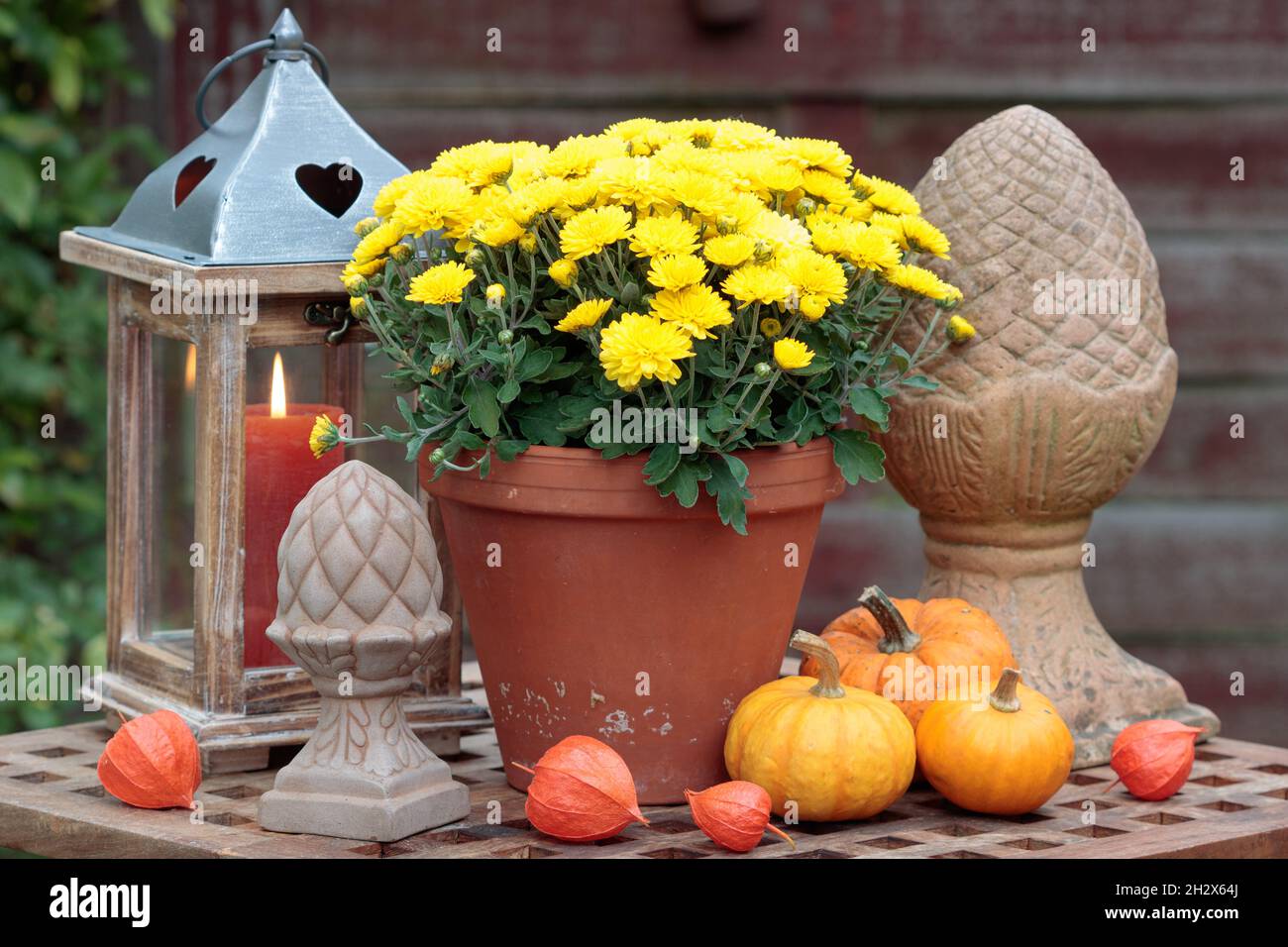 décoration de jardin rustique avec chrysanthème et citrouilles jaunes Banque D'Images