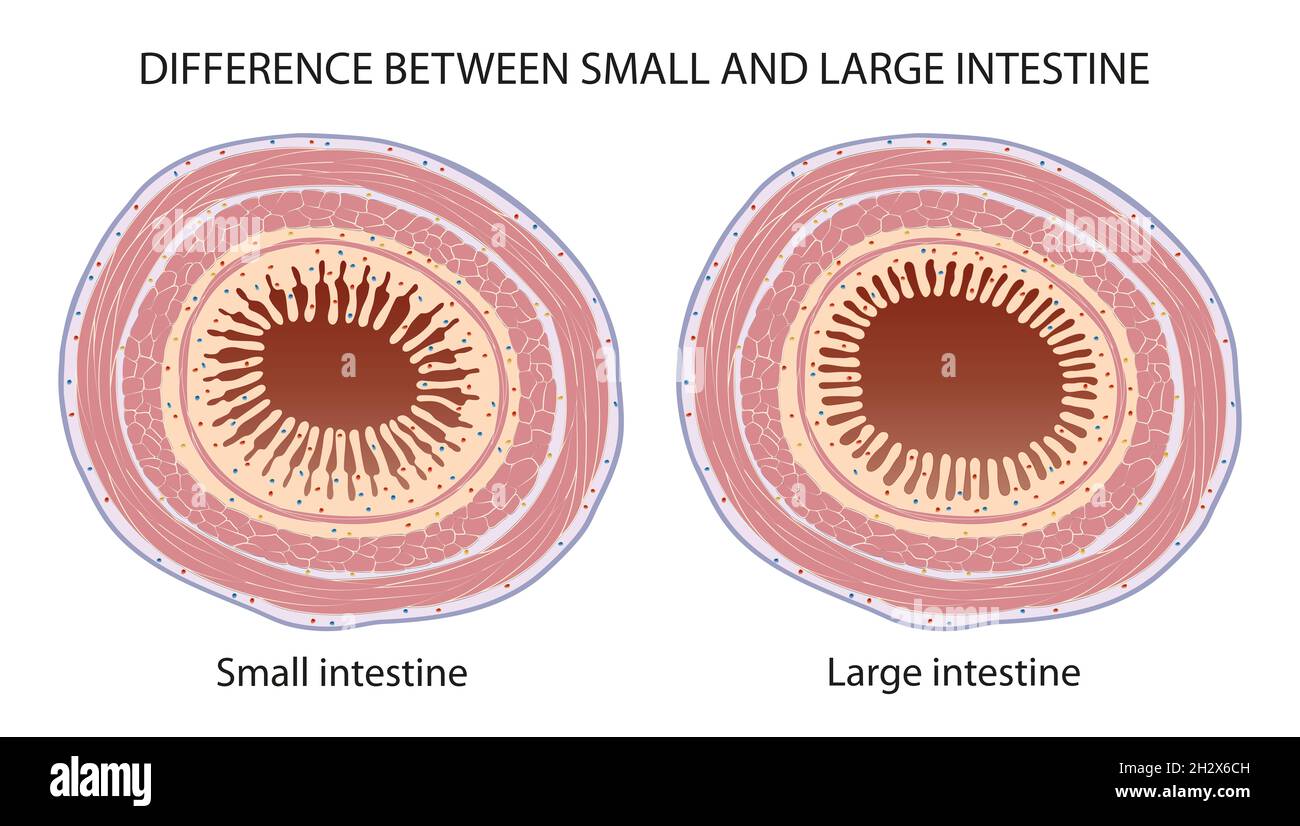 Différence entre le petit intestin et le gros intestin Banque D'Images