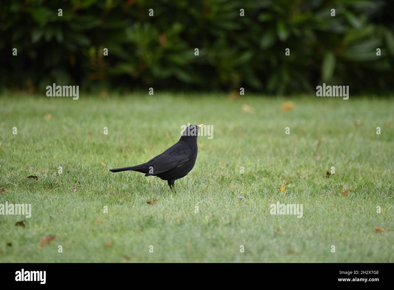 Image de profil droit d'un oiseau noir masculin (Turdus merula) debout sur l'herbe regardant les Skywards au pays de Galles, au Royaume-Uni en octobre Banque D'Images