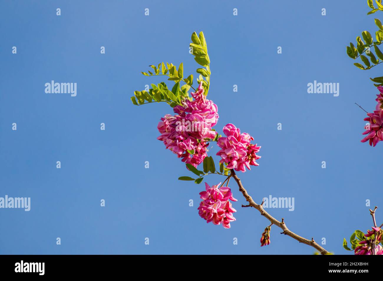 Gros plan de la fleur de Robinia hispida à Las Vegas, Nevada Banque D'Images