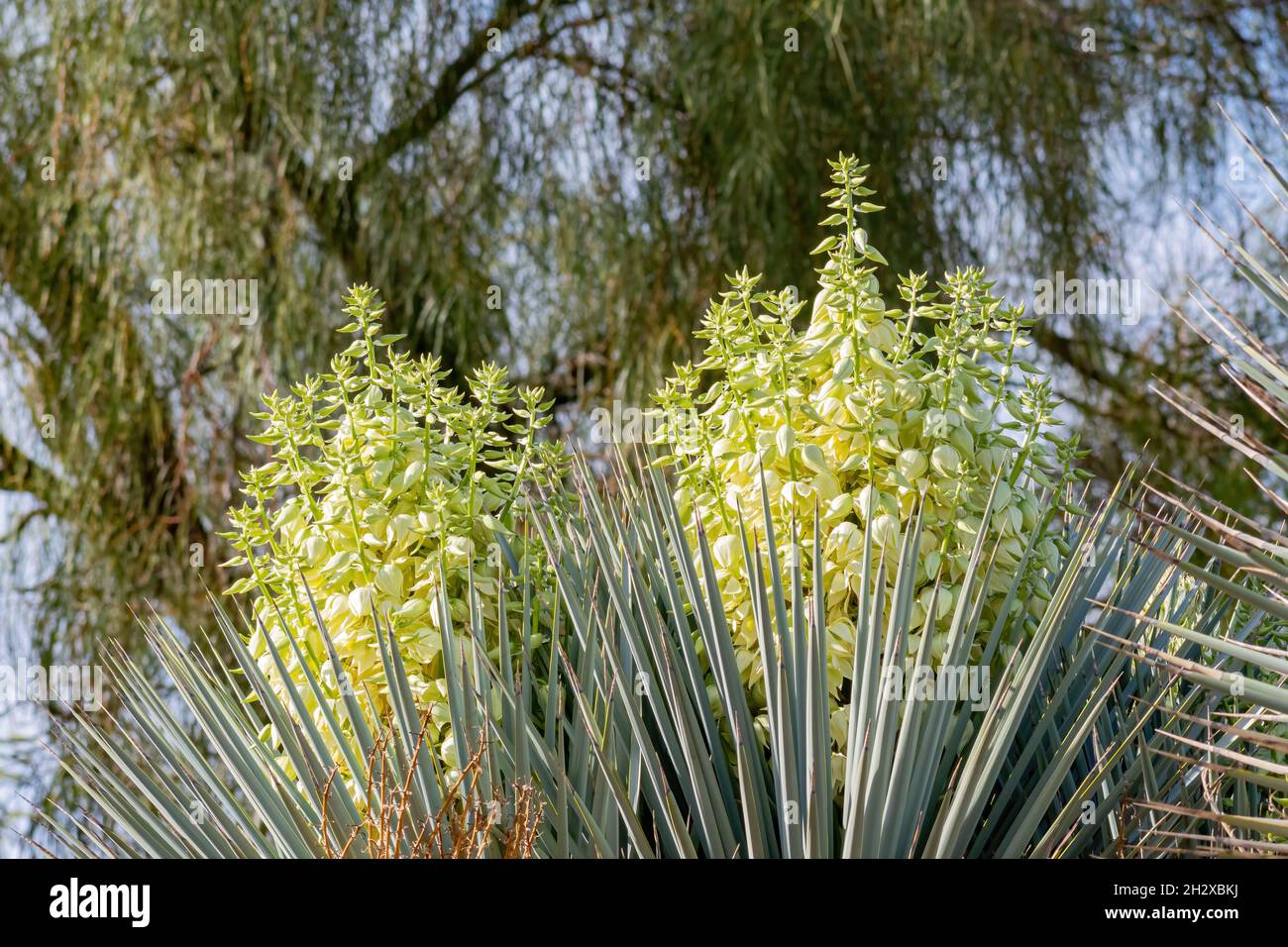 Gros plan sur la fleur de yucca à Las Vegas, Nevada Banque D'Images