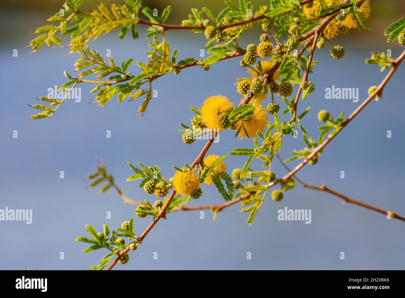 Gros plan de la fleur de Vachellia constricta à Las Vegas, Nevada Banque D'Images