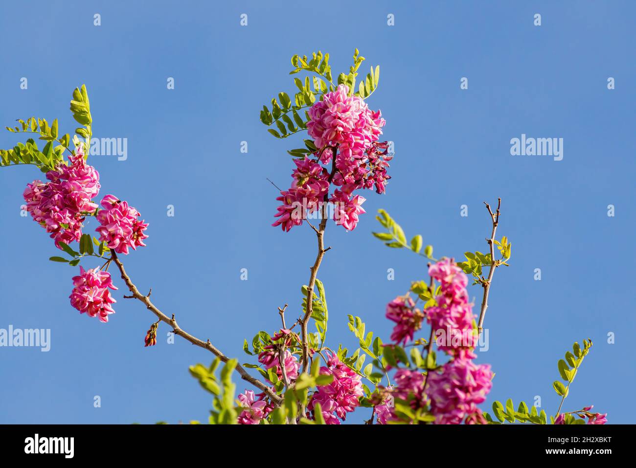 Gros plan de la fleur de Robinia hispida à Las Vegas, Nevada Banque D'Images