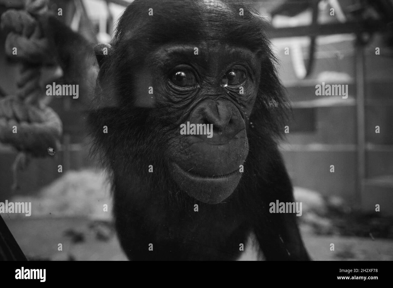 Photo en niveaux de gris d'un chimpanzé à travers un mur de verre Banque D'Images