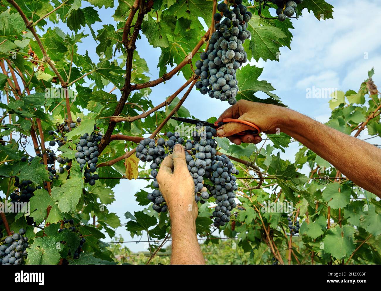Les mains d'un agriculteur ou d'un travailleur noir récoltant une récolte de raisins noirs de la vigne sur un domaine viticole coupant les petits pains avec des cisaille pendant la production du vin Banque D'Images