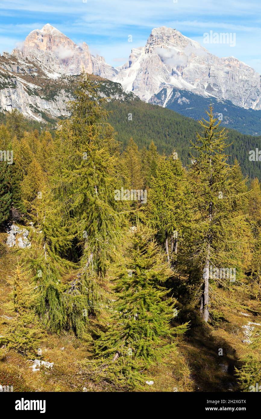 Bois de mélèze et le Tofane Gruppe, Dolomiti, Italie Banque D'Images