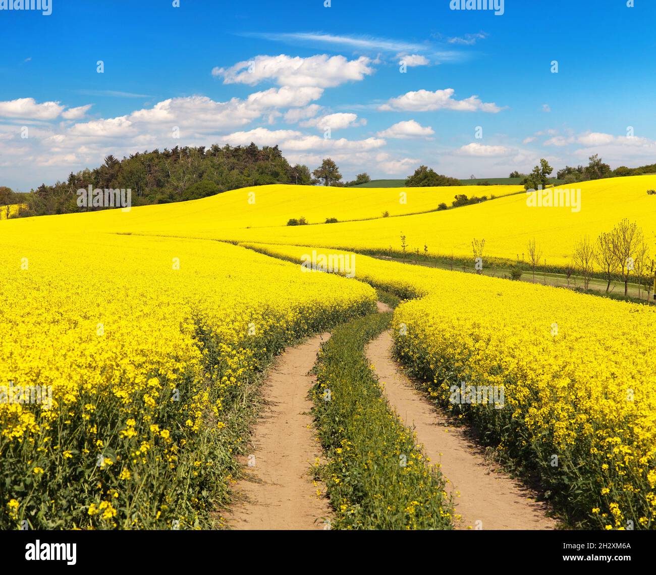 Champ de colza, de canola ou de colza en latin Brassica napus avec une route rurale et un beau nuage, le colza est une plante pour l'énergie verte et l'industrie pétrolière Banque D'Images