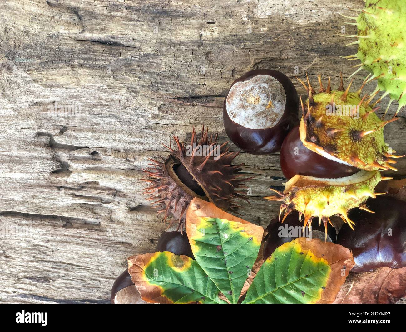 gros plan châtaignes sur un fond en bois pour l'automne avec espace de copie Banque D'Images