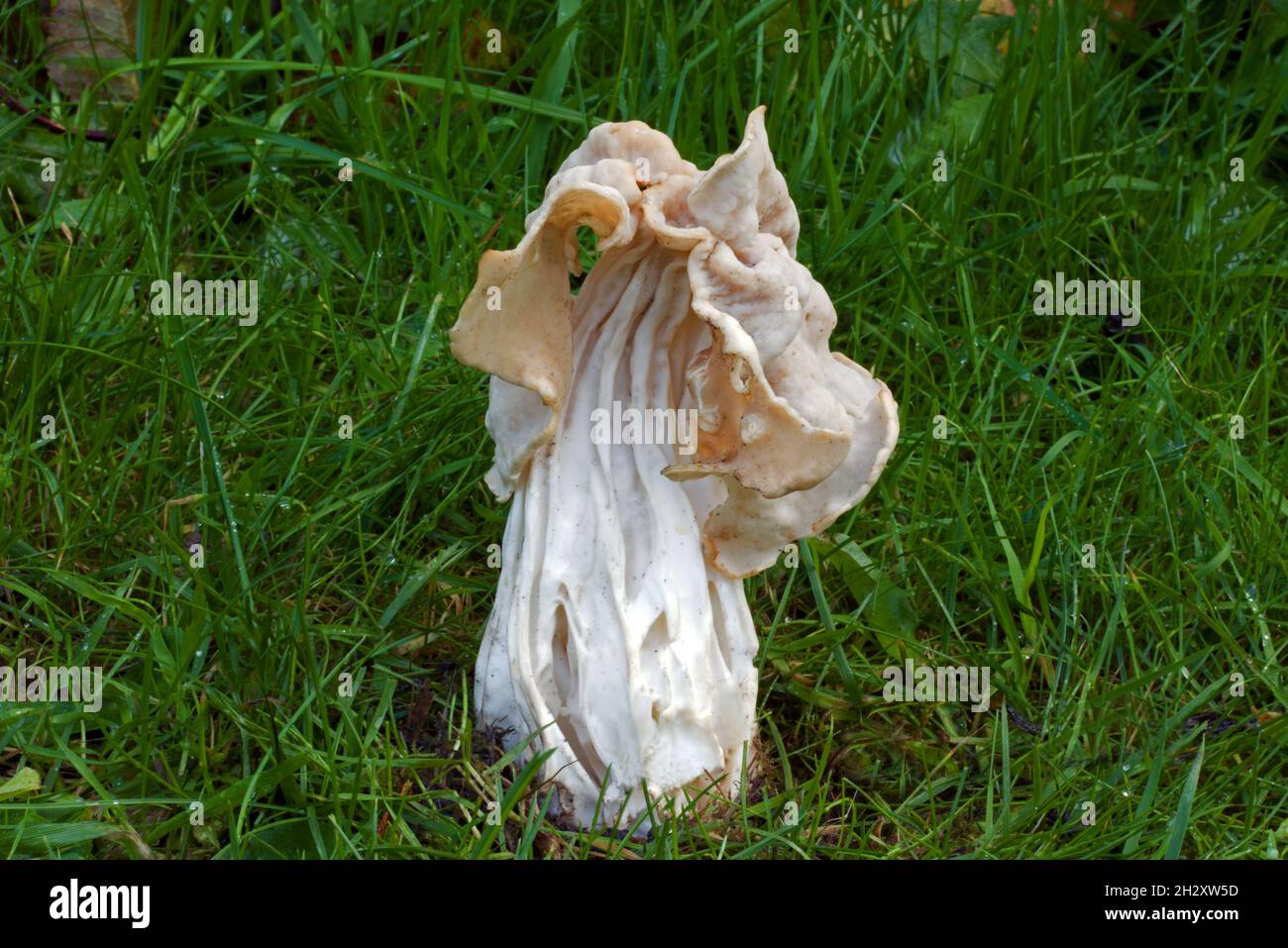 Helvella crispa (selle blanche) est un champignon ascomycète qui pousse dans les prairies ainsi que dans les forêts humides de feuillus. Banque D'Images