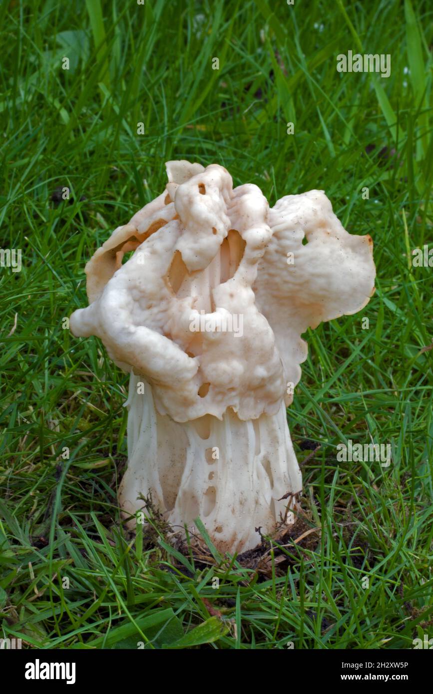 Helvella crispa (selle blanche) est un champignon ascomycète qui pousse dans les prairies ainsi que dans les forêts humides de feuillus. Banque D'Images