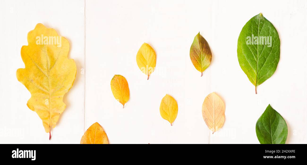 bannière automne composition de feuilles sur fond blanc. Vue de dessus de la surface plane. Photo de haute qualité Banque D'Images