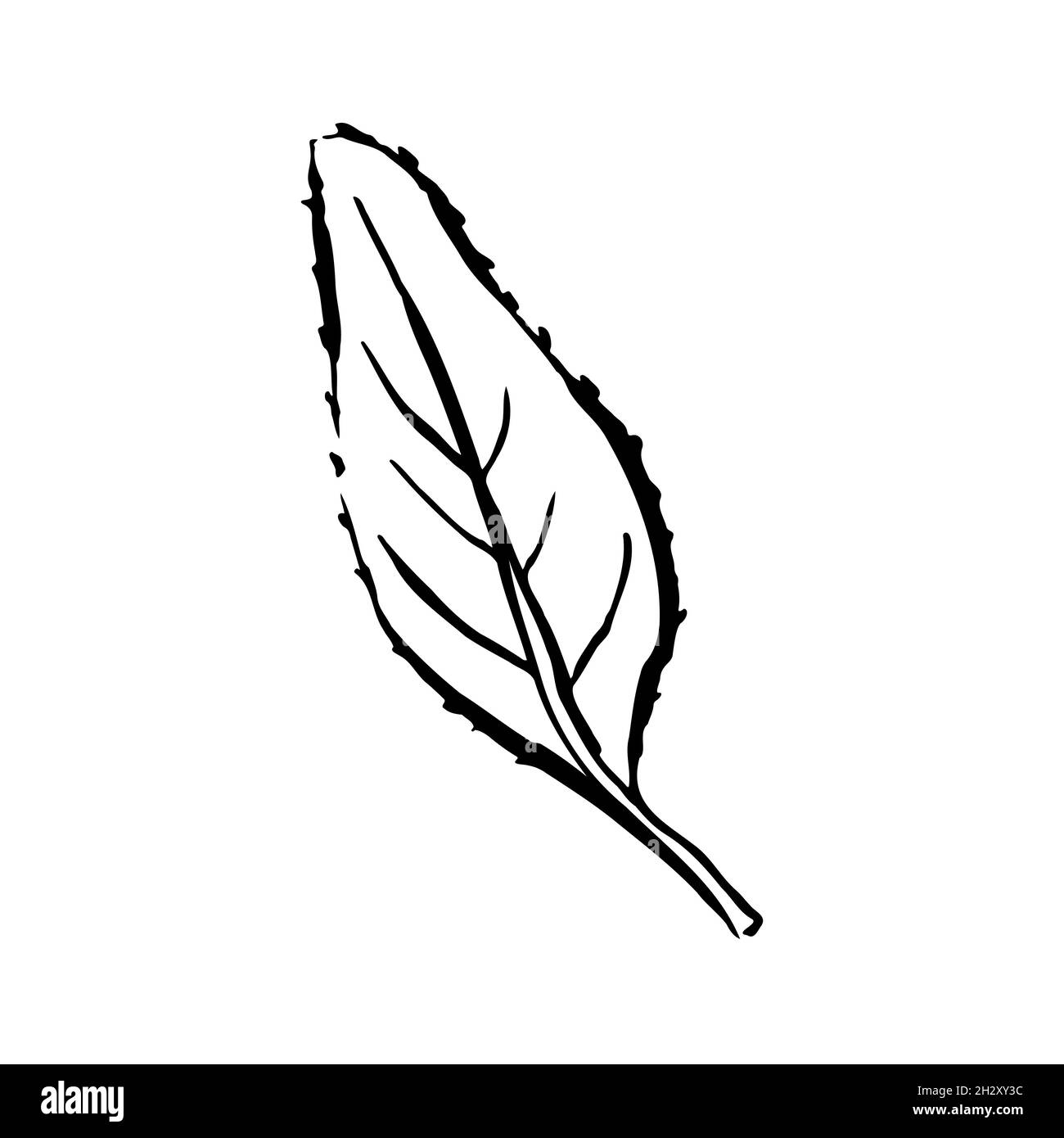 Feuille de contour d'esquisse d'automne.Une herbe texturée dessinée à la main sur fond blanc.Image de plante graphique Doodle.Nature, jardinage, forêt, panneau d'automne Illustration de Vecteur