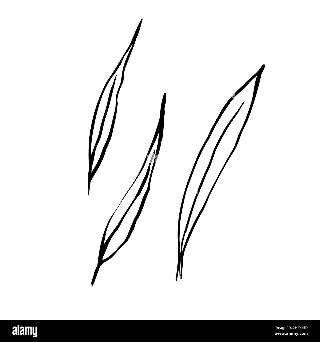 Feuilles de contour de l'esquisse d'automne.Fines herbes texturées dessinées à la main sur fond blanc.Image de plante graphique Doodle.Nature, jardinage, forêt, panneau d'automne Illustration de Vecteur